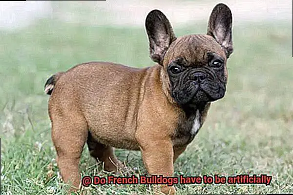 Do French Bulldogs have to be artificially-6