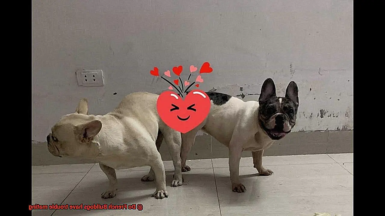 Do French Bulldogs have trouble mating-3