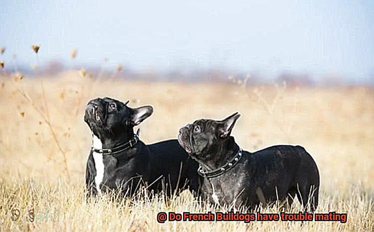 Do French Bulldogs have trouble mating-8