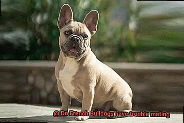 Do French Bulldogs have trouble mating-5