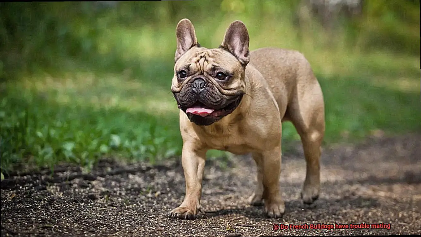 Do French Bulldogs have trouble mating-4