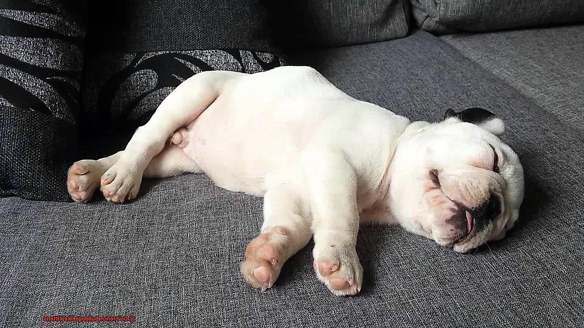 Do French Bulldogs like kittens-3