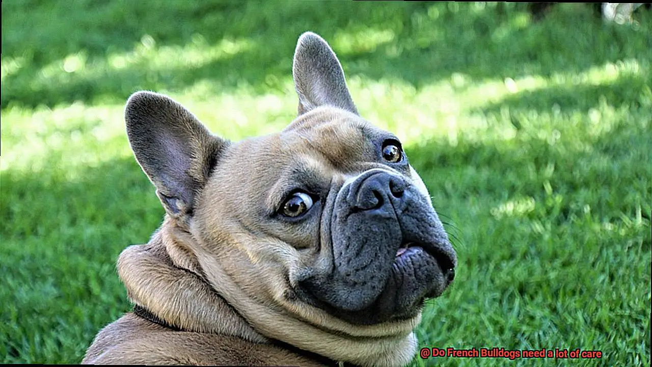 Do French Bulldogs need a lot of care-2