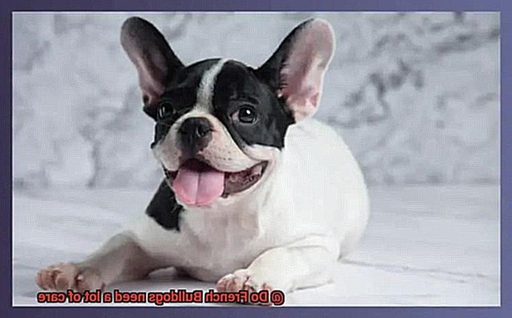 Do French Bulldogs need a lot of care-3