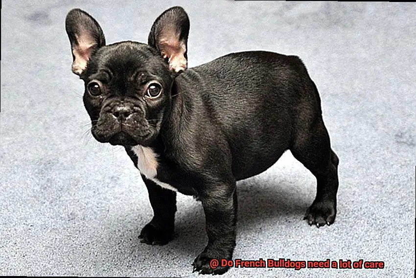 Do French Bulldogs need a lot of care-4