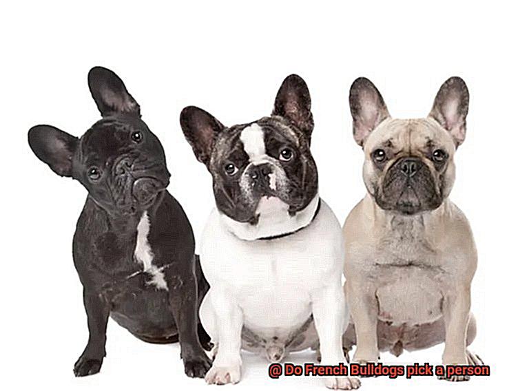 Do French Bulldogs pick a person-6