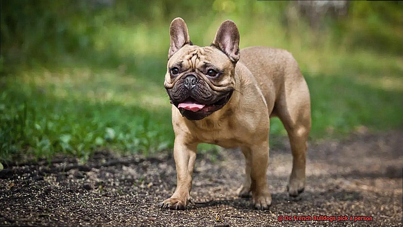 Do French Bulldogs pick a person-12