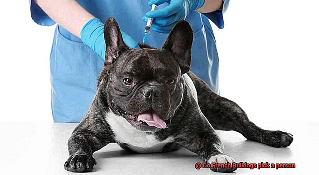 Do French Bulldogs pick a person-8
