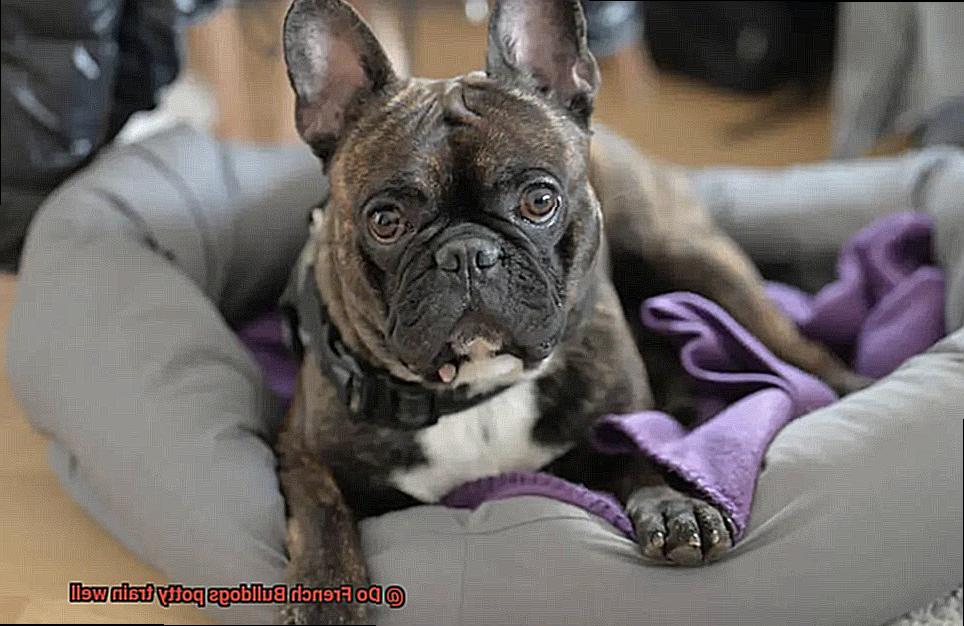 Do French Bulldogs potty train well-2