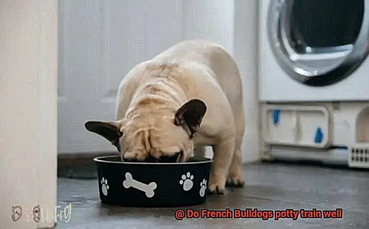 Do French Bulldogs potty train well-5