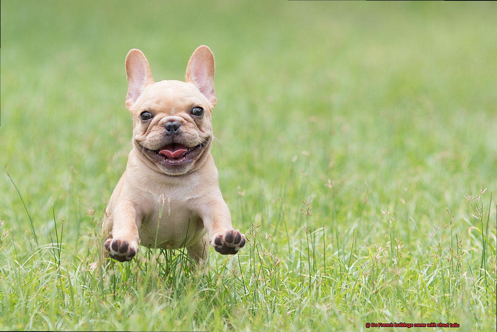 Do French bulldogs come with short tails-3
