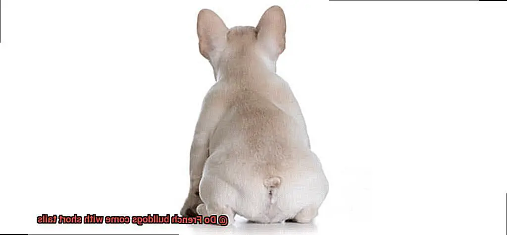 Do French bulldogs come with short tails-5