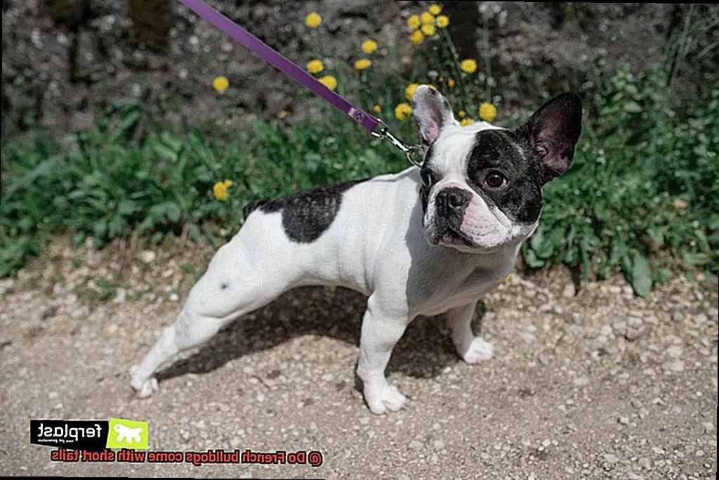Do French bulldogs come with short tails-4