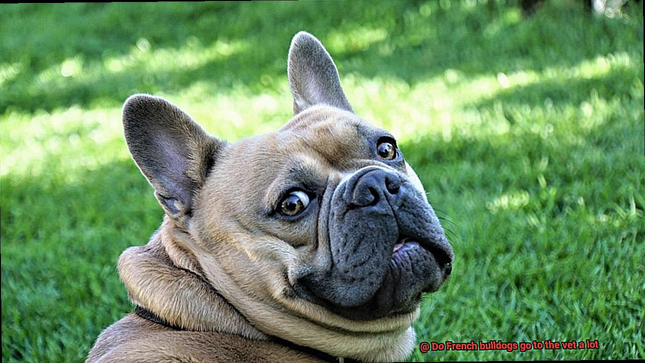 Do French bulldogs go to the vet a lot-4