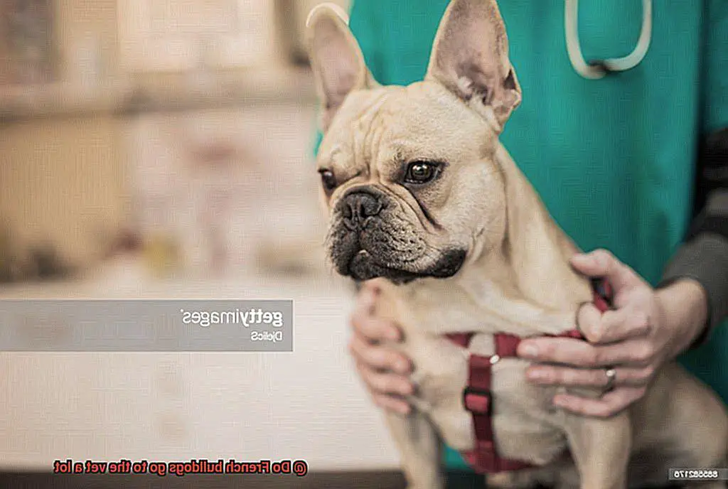 Do French bulldogs go to the vet a lot-7