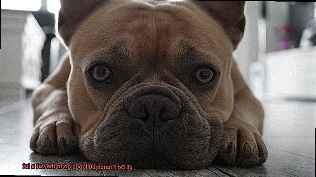 Do French bulldogs go to the vet a lot-5