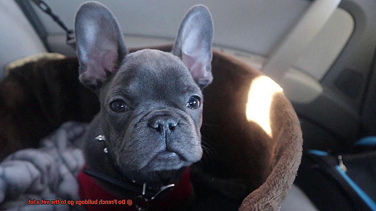 Do French bulldogs go to the vet a lot-2