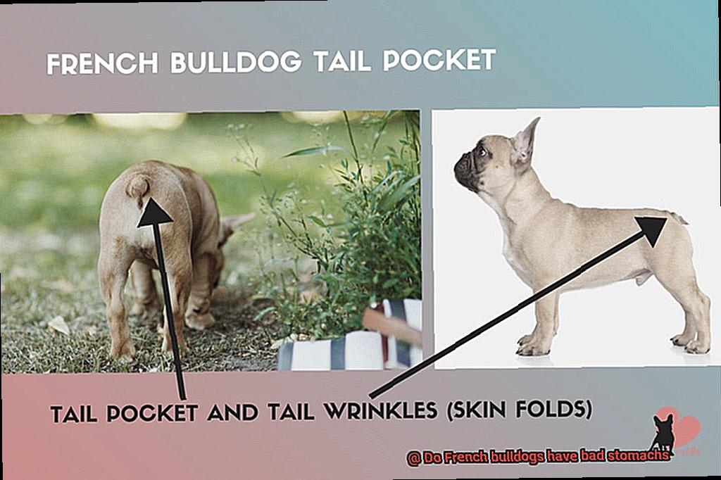 Do French bulldogs have bad stomachs-2