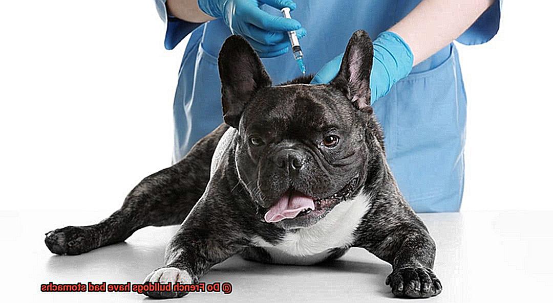 Do French bulldogs have bad stomachs-3