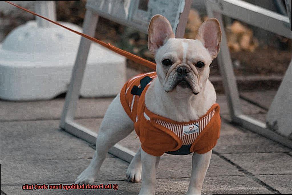Do French bulldogs have short tails-2