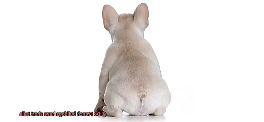 Do French bulldogs have short tails-3
