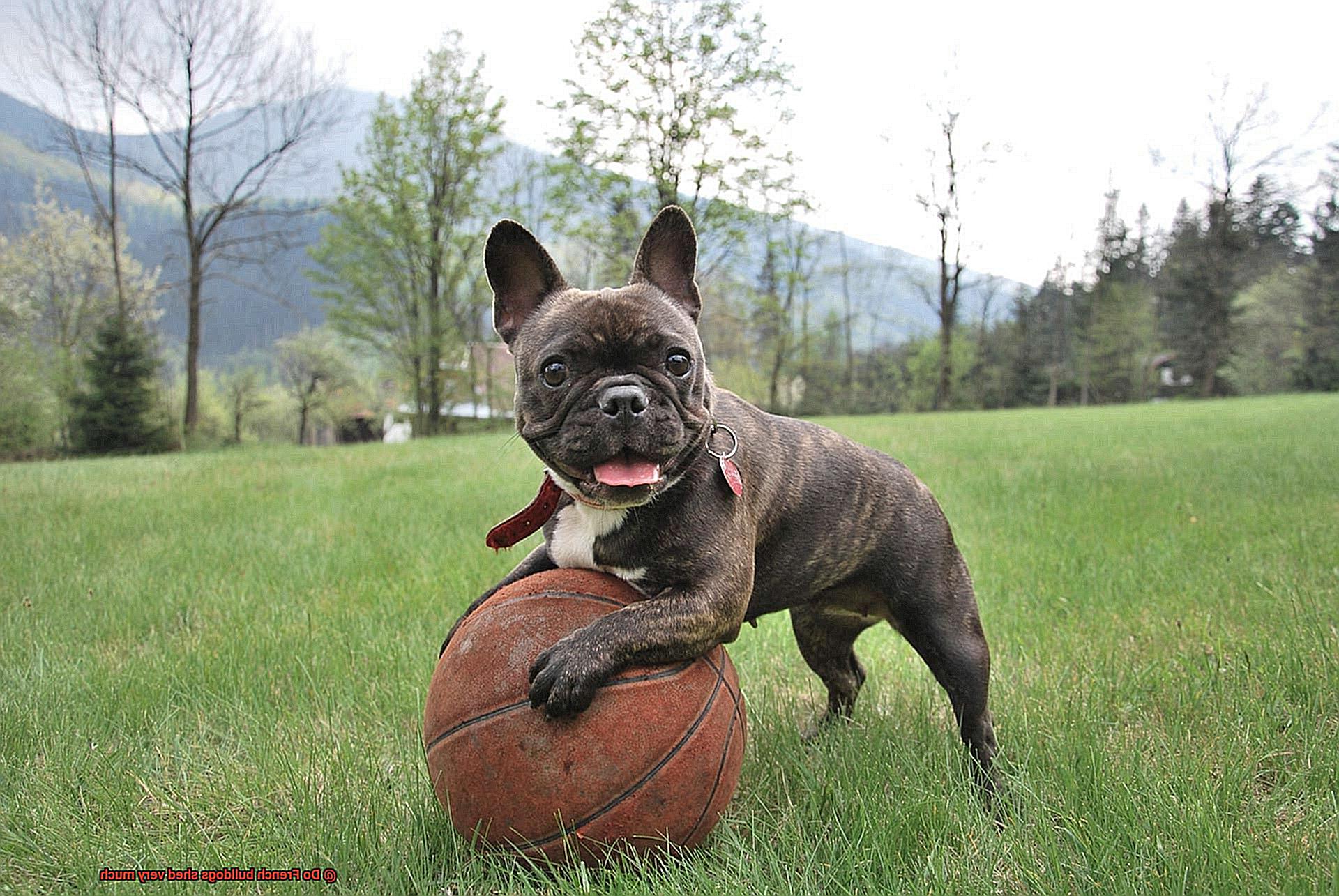 Do French bulldogs shed very much-7