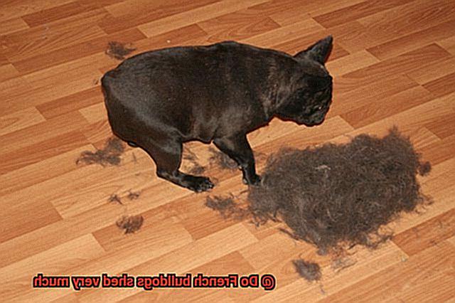 Do French bulldogs shed very much-2