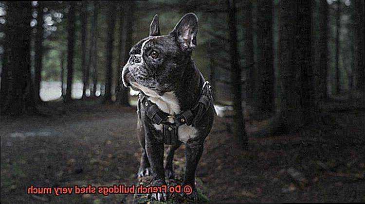 Do French bulldogs shed very much-5