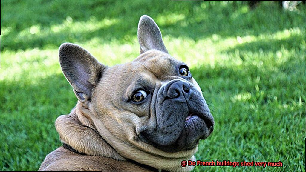Do French bulldogs shed very much-10