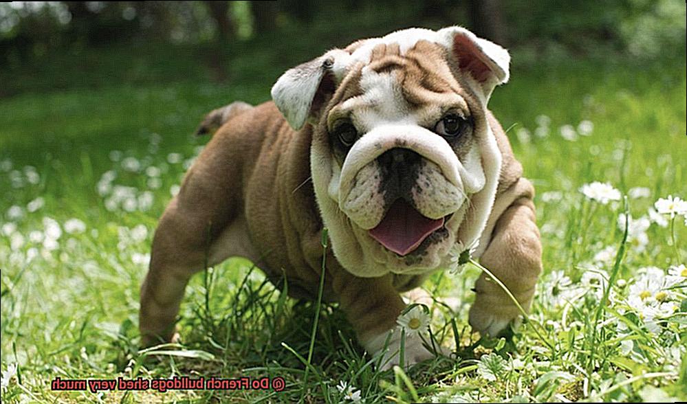 Do French bulldogs shed very much-11