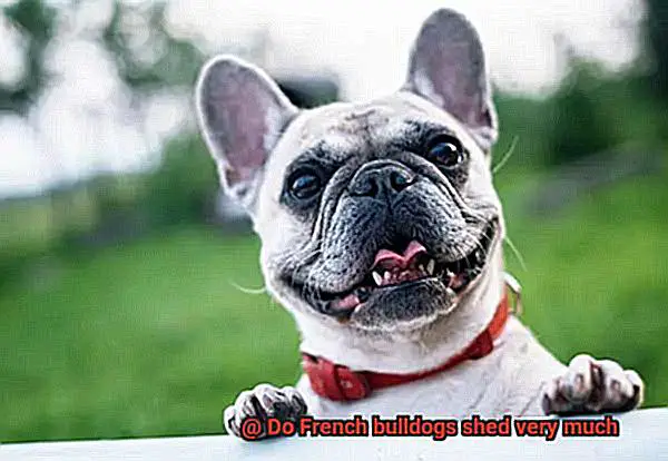 Do French bulldogs shed very much-8