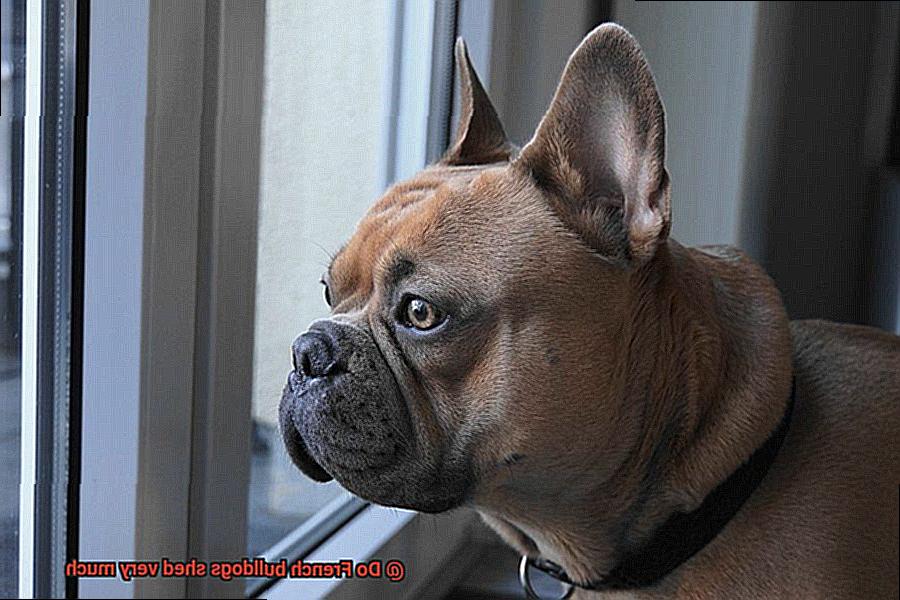 Do French bulldogs shed very much-6
