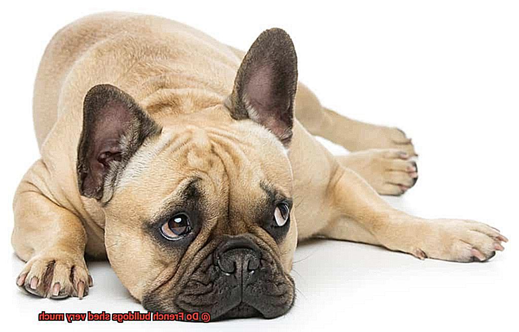 Do French bulldogs shed very much-12