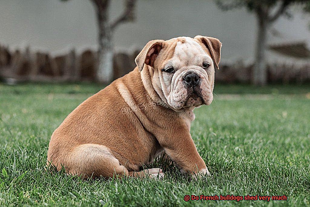 Do French bulldogs shed very much-4