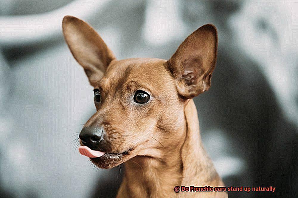 Do Frenchie ears stand up naturally-2