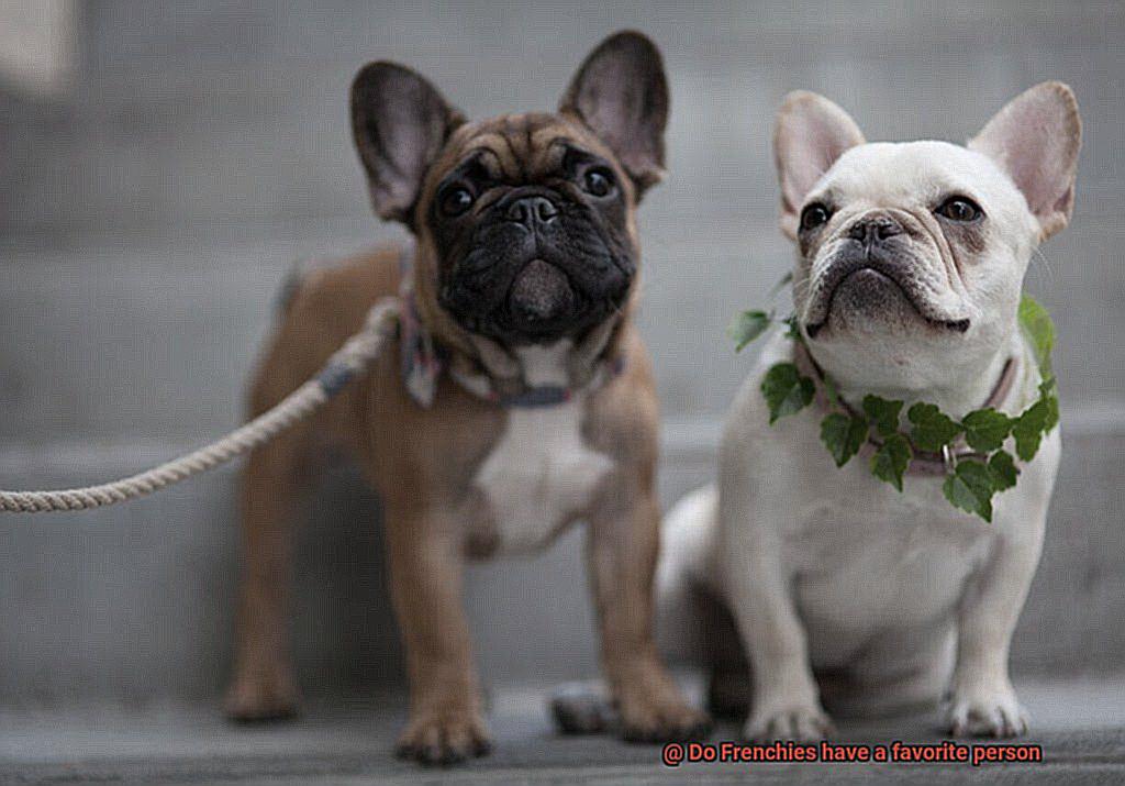 Do Frenchies have a favorite person-9