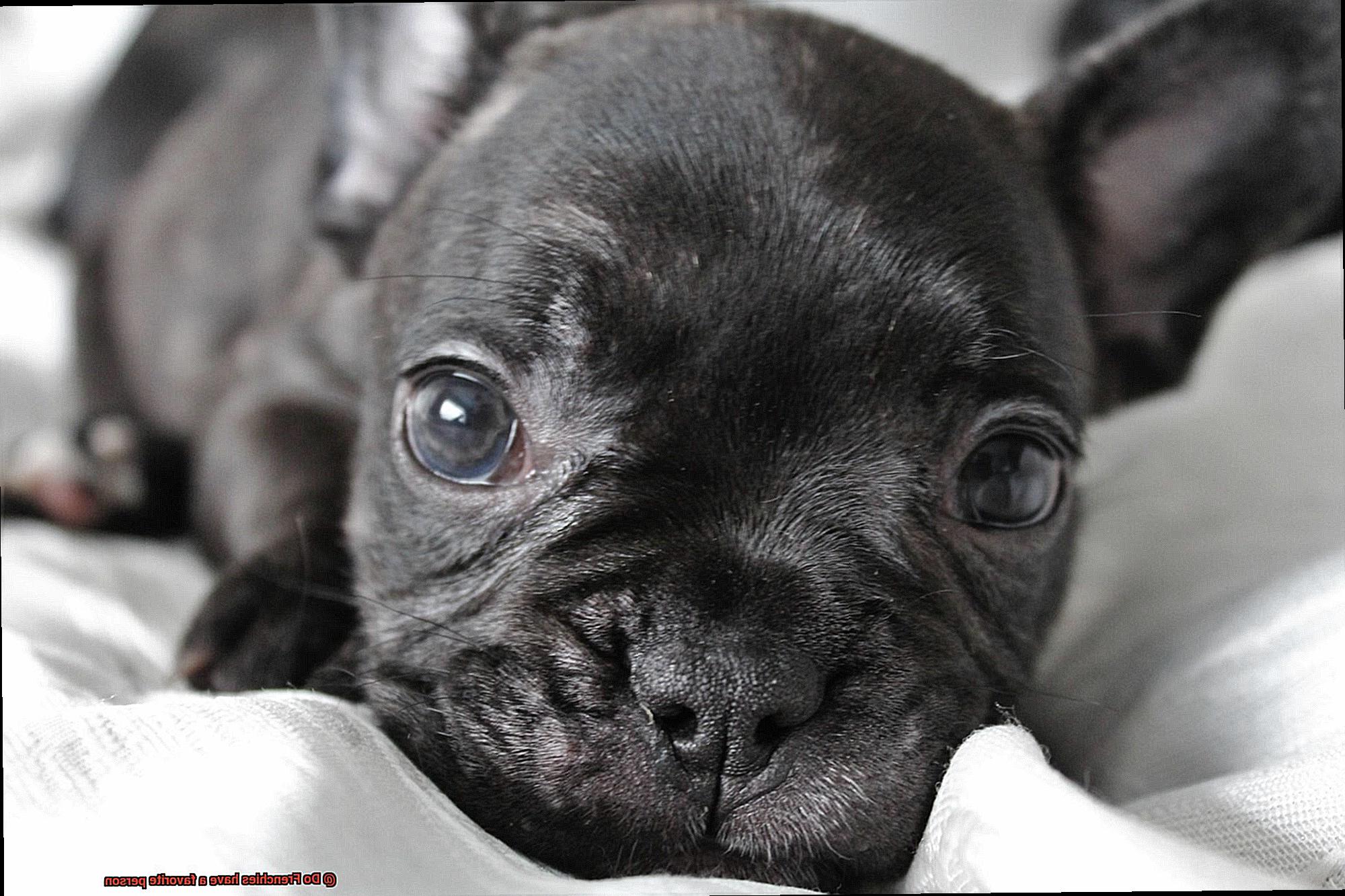 Do Frenchies have a favorite person-5