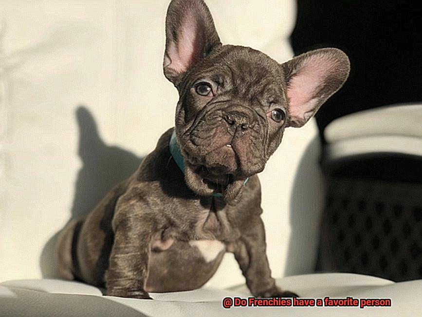 Do Frenchies have a favorite person-4