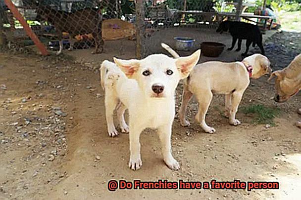 Do Frenchies have a favorite person-6