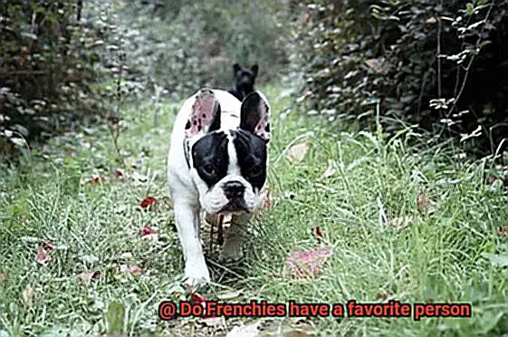 Do Frenchies have a favorite person-3