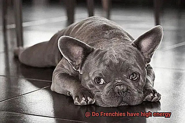 Do Frenchies have high energy-2