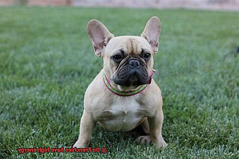 Do Frenchies have high energy-4