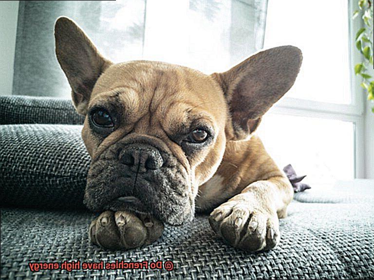 Do Frenchies have high energy-3