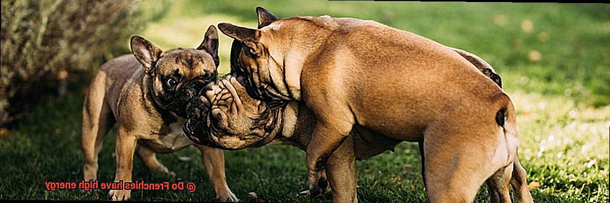 Do Frenchies have high energy-5