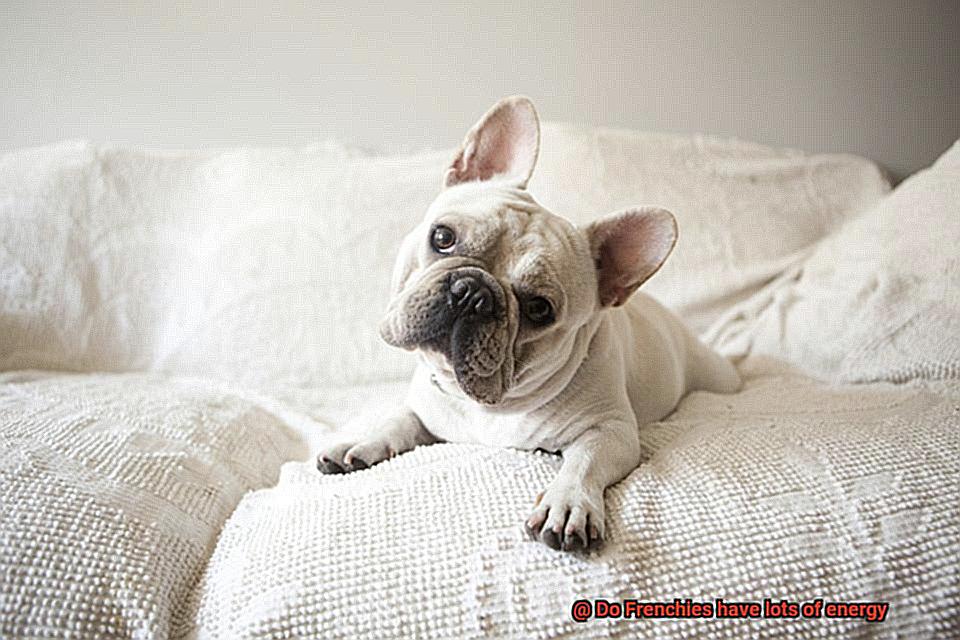 Do Frenchies have lots of energy-4