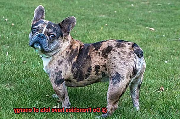 Do Frenchies have lots of energy-6