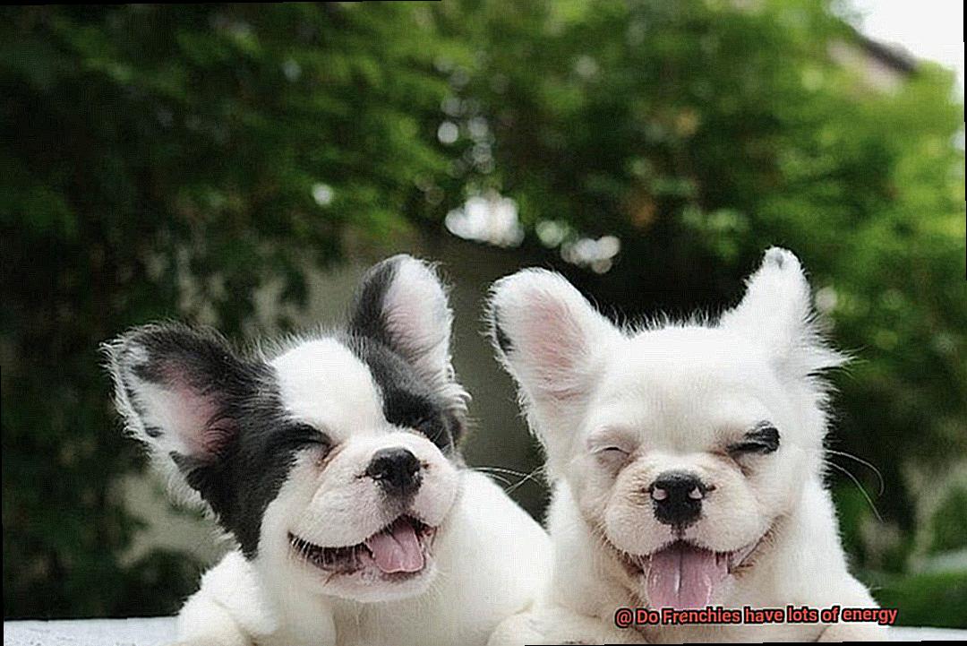Do Frenchies have lots of energy-9