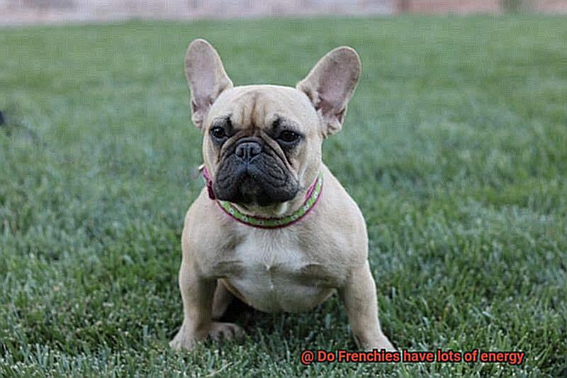 Do Frenchies have lots of energy-10