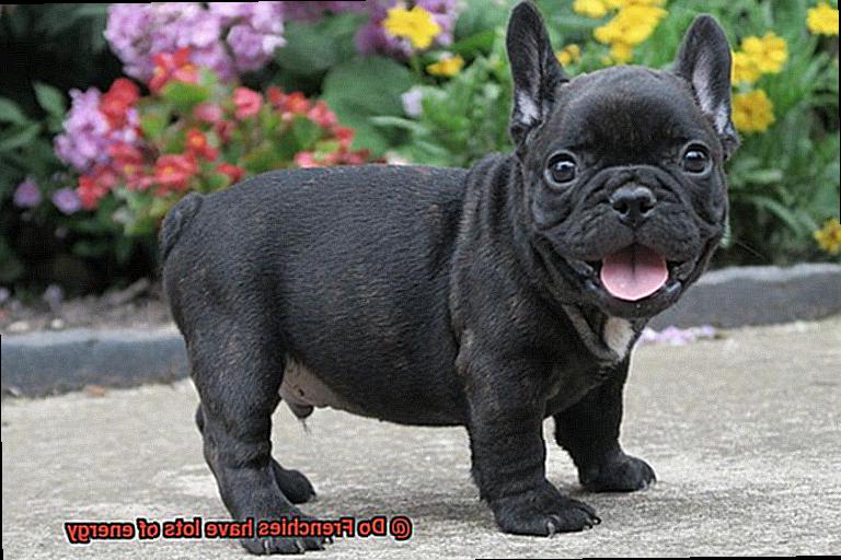 Do Frenchies have lots of energy-3