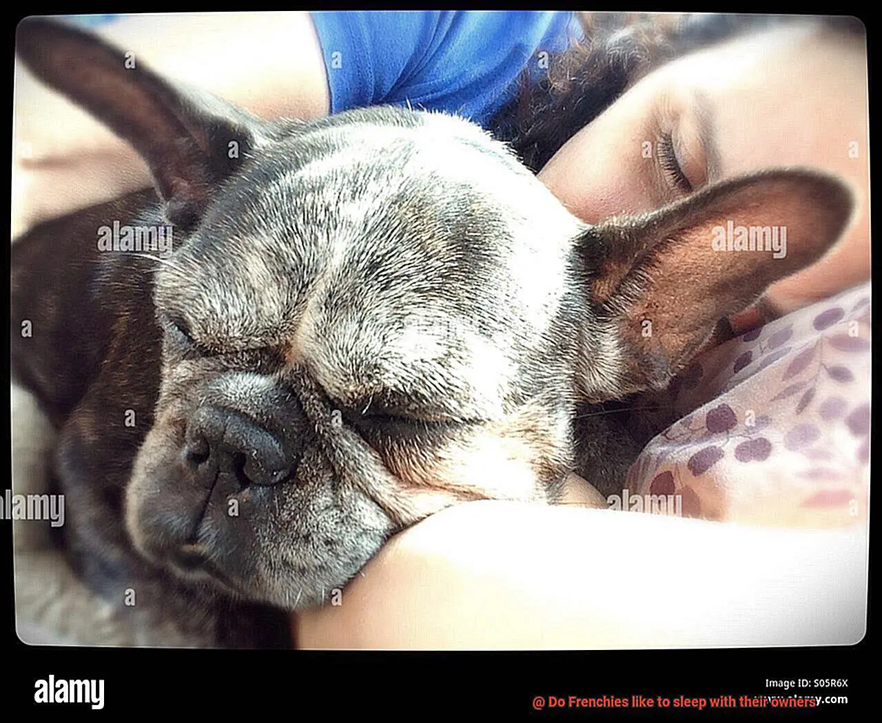 Do Frenchies like to sleep with their owners-6